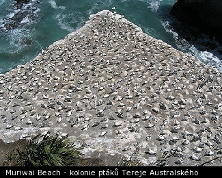Muriwai Beach - kolonie ptáků Tereje Australského